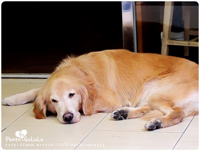 [台北] 阿毛石鍋燉飯｜可愛插畫風 西門町漢中店 (葷素