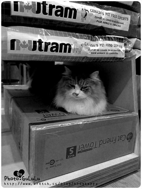 [台北] 元氣貓主題餐廳｜寵物餐廳 芝山