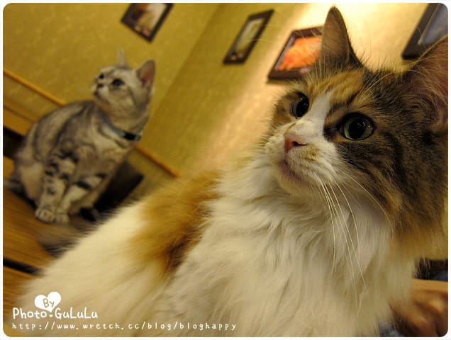 [台北] 元氣貓主題餐廳｜寵物餐廳 芝山