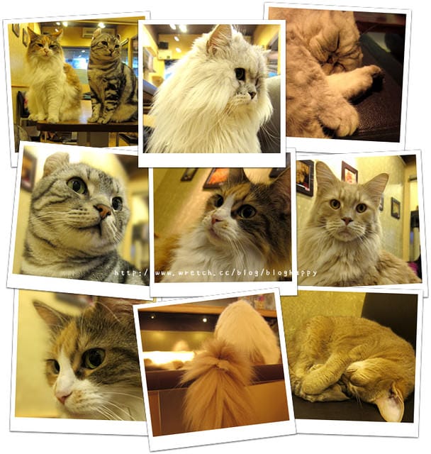 [台北] 元氣貓主題餐廳｜寵物餐廳 芝山