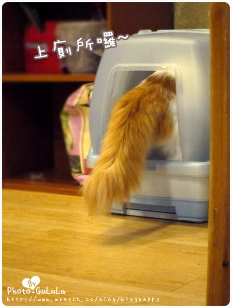 [台北] 元氣貓主題餐廳｜寵物餐廳 芝山