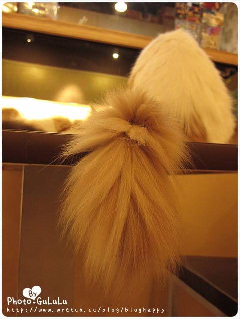 [台北] 元氣貓主題餐廳｜寵物餐廳 芝山