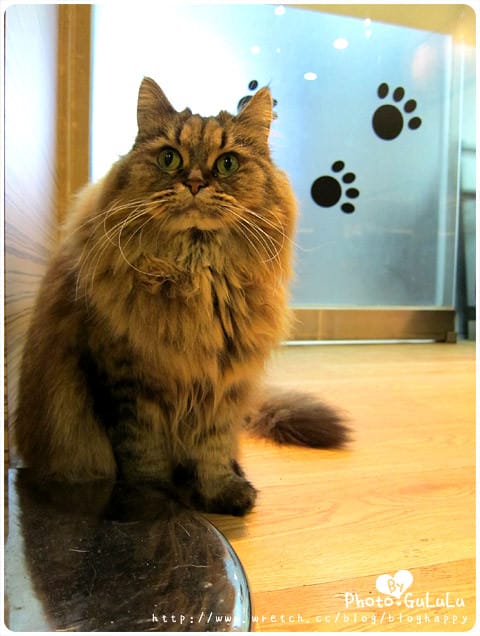 [台北] 元氣貓主題餐廳｜寵物餐廳 芝山