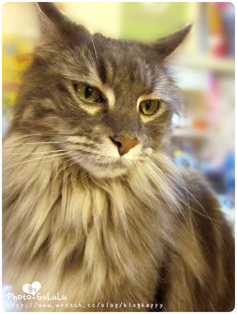 [台北] 元氣貓主題餐廳｜寵物餐廳 芝山