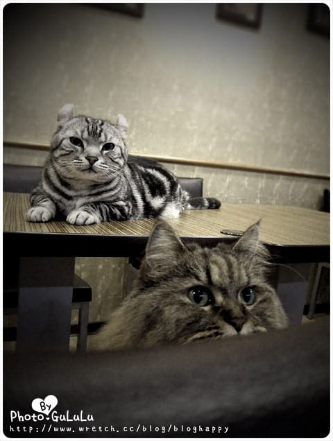 [台北] 元氣貓主題餐廳｜寵物餐廳 芝山