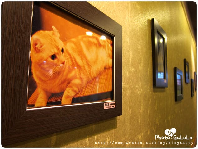 [台北] 元氣貓主題餐廳｜寵物餐廳 芝山