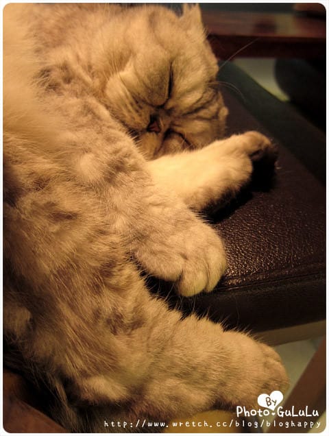 [台北] 元氣貓主題餐廳｜寵物餐廳 芝山