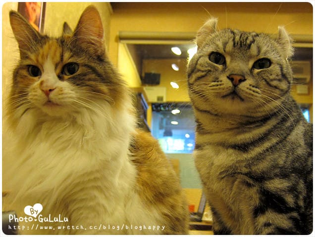 [台北] 元氣貓主題餐廳｜寵物餐廳 芝山