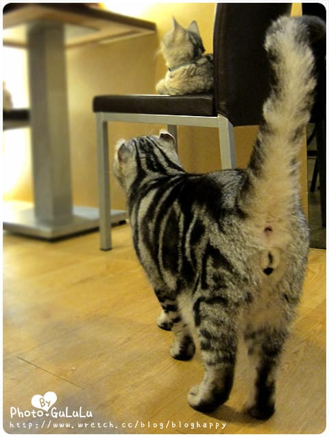 [台北] 元氣貓主題餐廳｜寵物餐廳 芝山