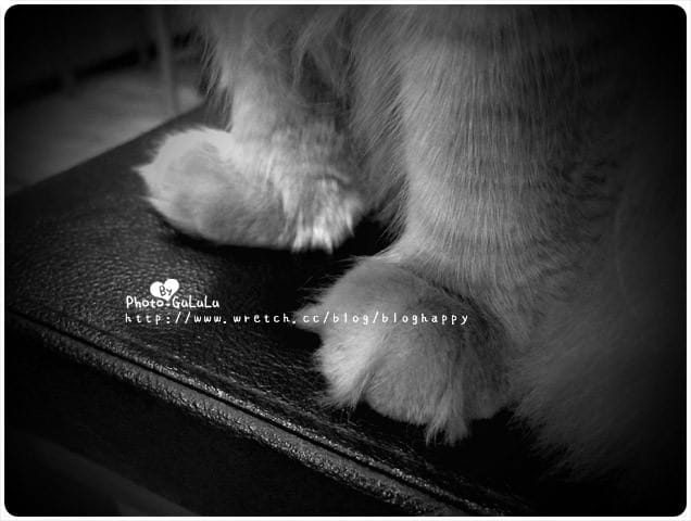 [台北] 元氣貓主題餐廳｜寵物餐廳 芝山