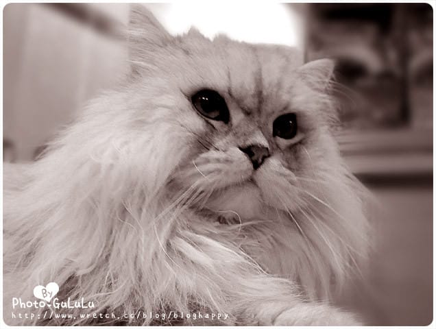 [台北] 元氣貓主題餐廳｜寵物餐廳 芝山