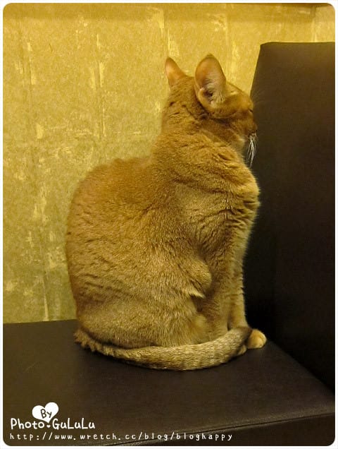 [台北] 元氣貓主題餐廳｜寵物餐廳 芝山