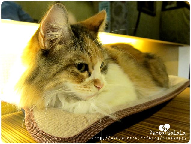 [台北] 元氣貓主題餐廳｜寵物餐廳 芝山