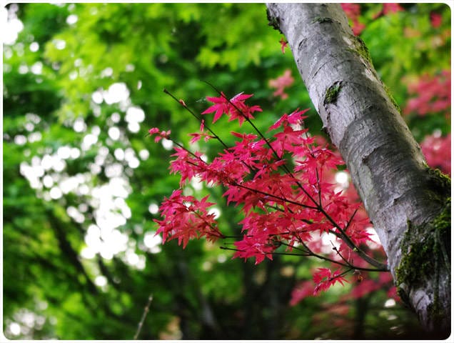 [台北] 陽明山奧萬大｜楓葉紅囉～賞楓吃美食 (上-白天)