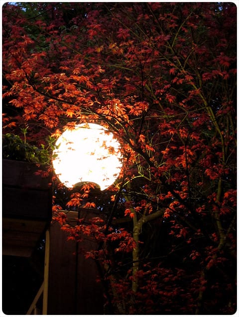 [台北] 陽明山奧萬大｜楓葉紅囉～賞楓吃美食 (下-夜晚)