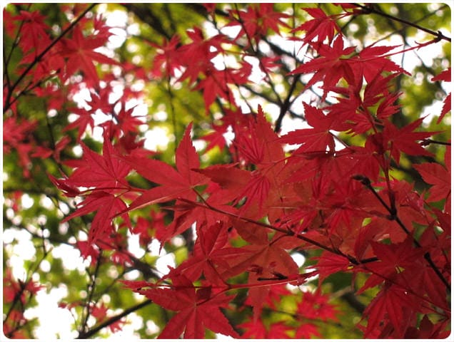 [台北] 陽明山奧萬大｜楓葉紅囉～賞楓吃美食 (上-白天)