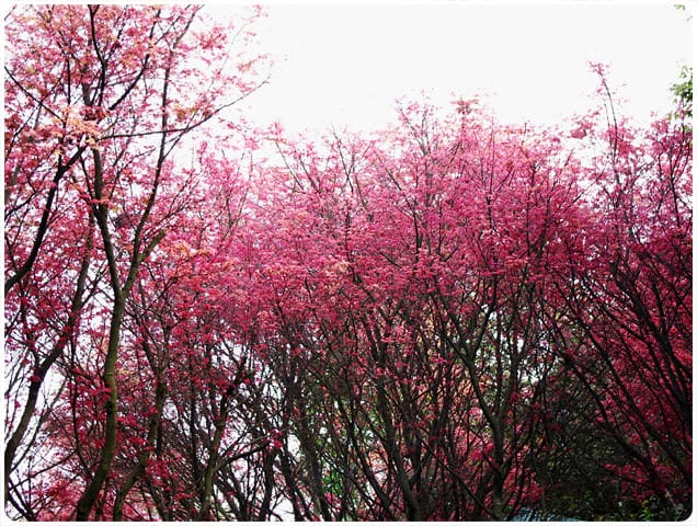 [台北] 陽明山奧萬大｜楓葉紅囉～賞楓吃美食 (上-白天)