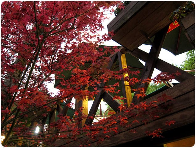 [台北] 陽明山奧萬大｜楓葉紅囉～賞楓吃美食 (下-夜晚)