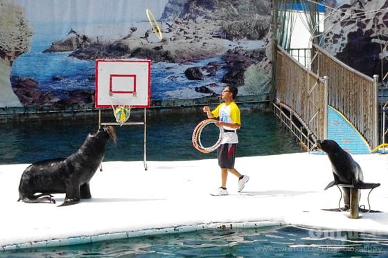 [新北景點] 野柳海洋世界 北海岸假期這樣過 (上)