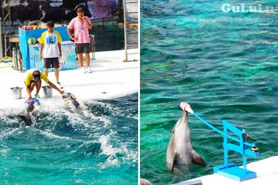 [新北景點] 野柳海洋世界 北海岸假期這樣過 (上)