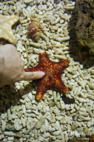 [新北景點] 野柳海洋世界 北海岸假期這樣過 (下)