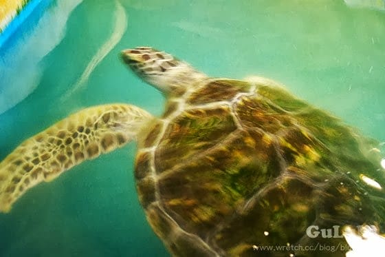 [新北景點] 野柳海洋世界 北海岸假期這樣過 (下)