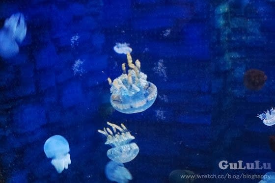 [新北景點] 野柳海洋世界 北海岸假期這樣過 (下)