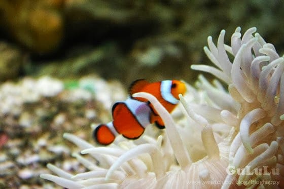 [新北景點] 野柳海洋世界 北海岸假期這樣過 (下)