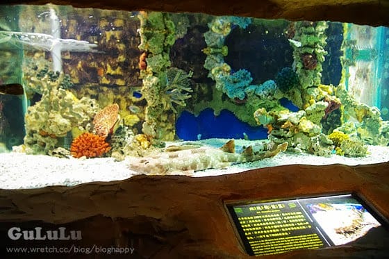 [新北景點] 野柳海洋世界 北海岸假期這樣過 (下)