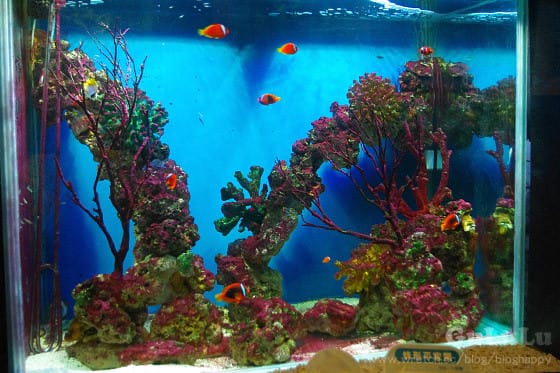 [新北景點] 野柳海洋世界 北海岸假期這樣過 (下)