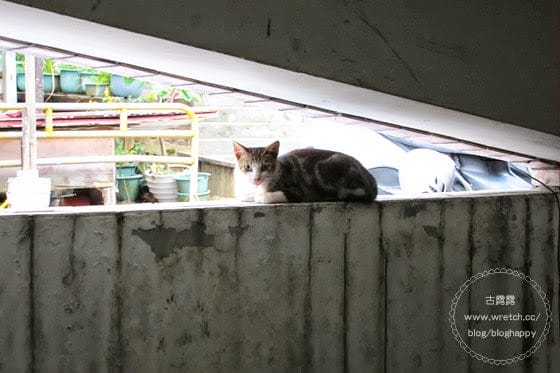 [新北] 烏來阿春美食店｜特色料理竹筒飯、原住民風情泡湯勝地 (葷素