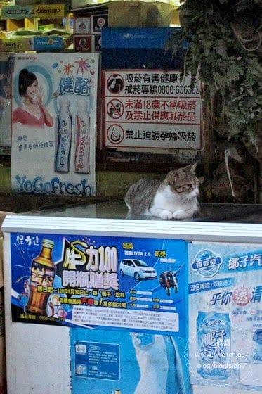 [新北] 烏來阿春美食店｜特色料理竹筒飯、原住民風情泡湯勝地 (葷素