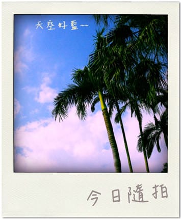 【新北】忙碌的芒果四季都要出來做生意．芒果冰專賣