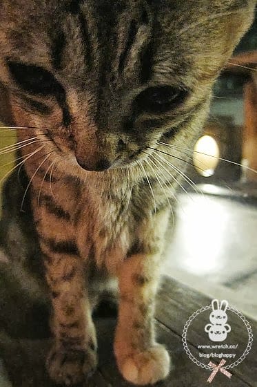 [台北] 極簡咖啡館．幸福貓咖啡（附貓照）師大夜市