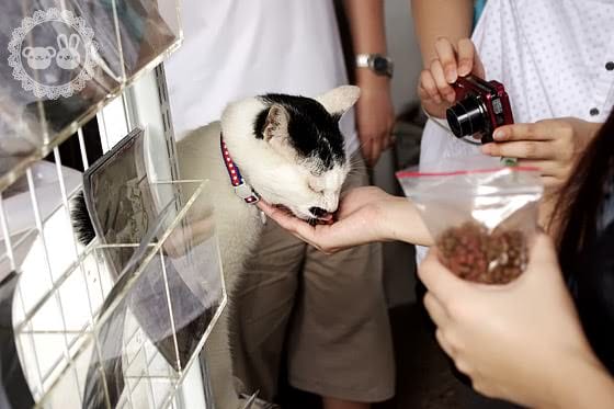 [新北景點] 侯硐貓村、平溪線鐵道、媒礦村落懷舊風情｜新北瑞芳