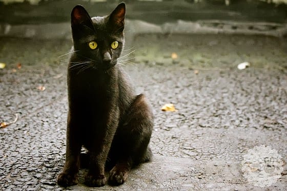 [新北景點] 侯硐貓村、平溪線鐵道、媒礦村落懷舊風情｜新北瑞芳