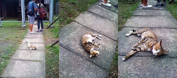 [新北景點] 侯硐貓村、平溪線鐵道、媒礦村落懷舊風情｜新北瑞芳