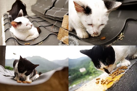 [新北景點] 侯硐貓村、平溪線鐵道、媒礦村落懷舊風情｜新北瑞芳