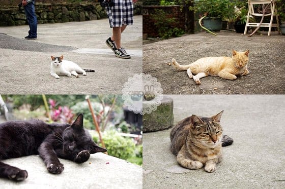 [新北景點] 侯硐貓村、平溪線鐵道、媒礦村落懷舊風情｜新北瑞芳