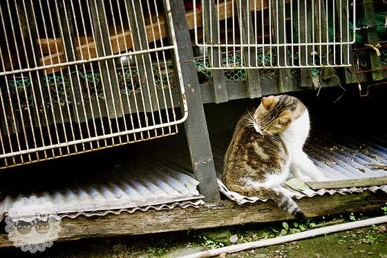 [新北景點] 侯硐貓村、平溪線鐵道、媒礦村落懷舊風情｜新北瑞芳