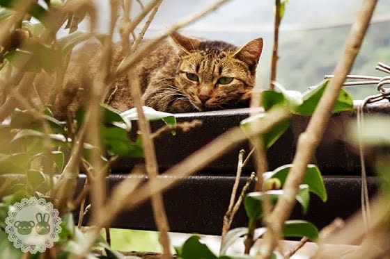 [新北景點] 侯硐貓村、平溪線鐵道、媒礦村落懷舊風情｜新北瑞芳