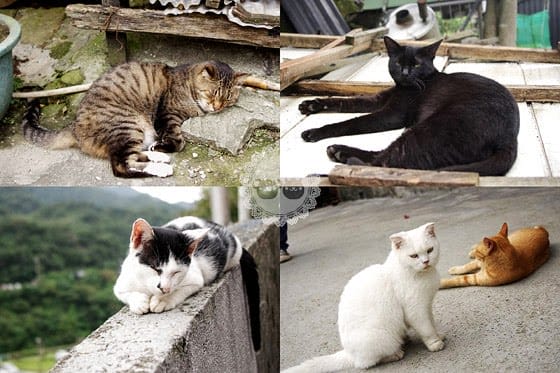 [新北景點] 侯硐貓村、平溪線鐵道、媒礦村落懷舊風情｜新北瑞芳