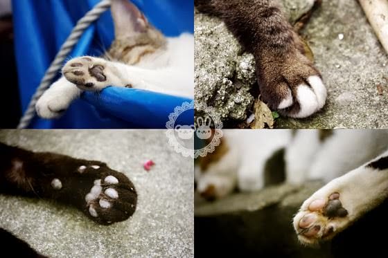 [新北景點] 侯硐貓村、平溪線鐵道、媒礦村落懷舊風情｜新北瑞芳