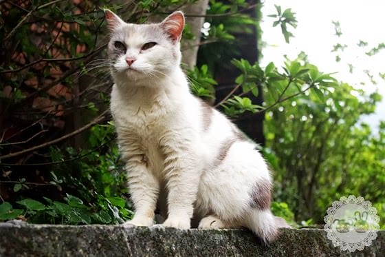 [新北景點] 侯硐貓村、平溪線鐵道、媒礦村落懷舊風情｜新北瑞芳