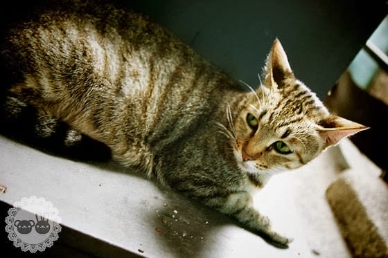 [新北景點] 侯硐貓村、平溪線鐵道、媒礦村落懷舊風情｜新北瑞芳