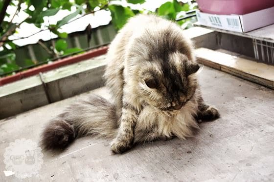 [新北景點] 侯硐貓村、平溪線鐵道、媒礦村落懷舊風情｜新北瑞芳