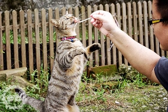[新北景點] 侯硐貓村 貓咪生活實況轉播！新北瑞芳