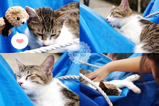 [新北景點] 侯硐貓村 貓咪生活實況轉播！新北瑞芳