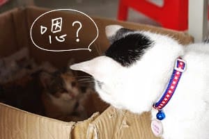 [新北景點] 侯硐貓村 貓咪生活實況轉播！新北瑞芳