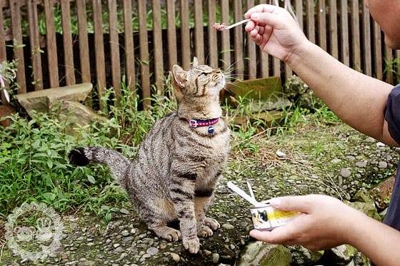 [新北景點] 侯硐貓村 貓咪生活實況轉播！新北瑞芳